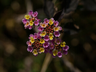 beautiful flower in the nature