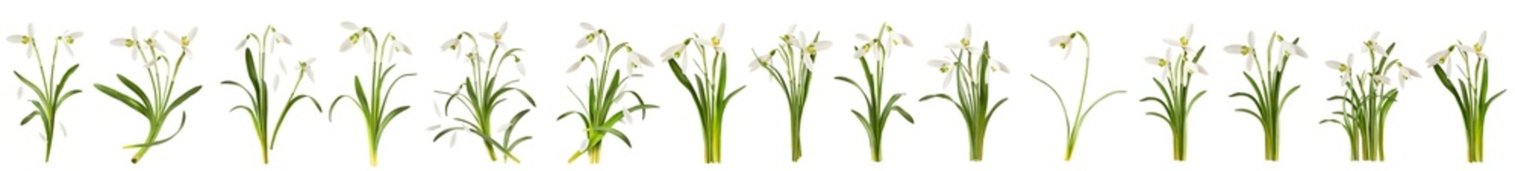 Creative set, collection with many Beautiful Snowdrop flowers with green leaves falling in the air isolated on white background. Spring time levitation or zero gravity conception.