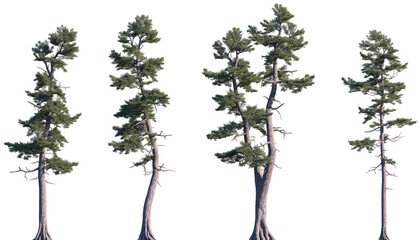 Set of Pinus strobus (commonly called the eastern white pine, northern white pine, white pine,...
