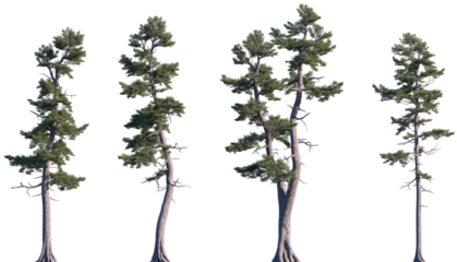 Set of Pinus strobus (commonly called the eastern white pine, northern white pine, white pine, Weymouth pine, soft pine) frontal isolated png on a transparent background perfectly cutout