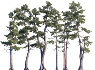 Set of Pinus strobus (commonly called the eastern white pine, northern white pine, white pine, Weymouth pine, soft pine) frontal isolated png on a transparent background perfectly cutout