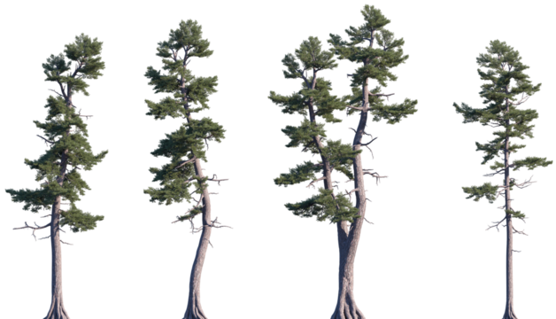 Set of Pinus strobus (commonly called the eastern white pine, northern white pine, white pine, Weymouth pine, soft pine) frontal isolated png on a transparent background perfectly cutout