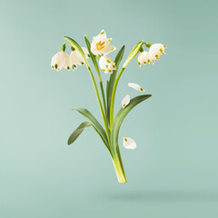 Fototapeta premium Beautiful Snowlake flower with green leaves falling in the air isolated on turquoise background. Spring time levitation or zero gravity conception.