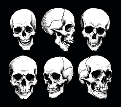 Hand drawn vector white skulls set on black background. Vintage anatomical illustration collection.