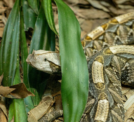 Gaboon viper, Bitis gabonica, partially hidden in forest undergrowth.