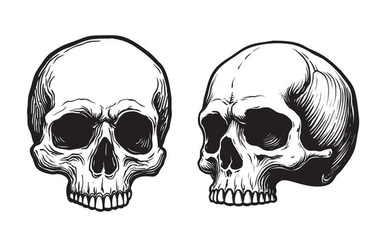Front and side view human skull illustration set. Vector black and white anatomical drawing.