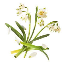 Beautiful Snowlake flower with green leaves falling in the air isolated on white background. Spring...