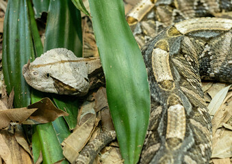 Gaboon viper, Bitis gabonica, partially hidden in forest undergrowth.