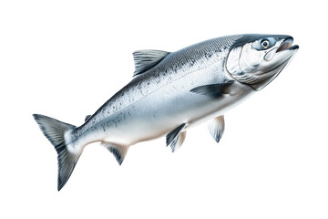 Silver salmon fish with fine details, textured scales and fins isolated on white transparent background. Concept of aquatic life