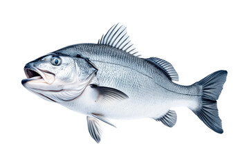 Fototapeta premium Silver sea bass fish isolated on white transparent background, showcasing its shiny scales and natural texture.