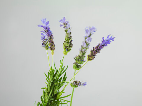 Fototapeta Studio shot of a group of lavender.
