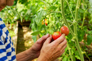 Close-up of a farmer harvesting fresh tomatoes in a greenhouse. Farm-to-table practices ensure quality, pesticide-free produce for home and market consumption