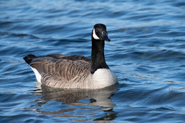 A gray and white wild goose floats on peaceful blue water. The animal is reflected in the lake.