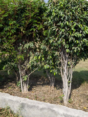 olive tree in the garden