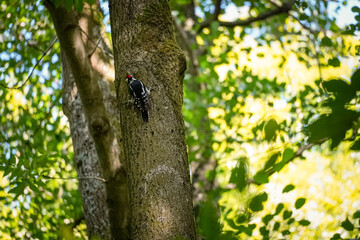 Great Spotted Woodpecker (Dendrocopos major) with legs on the side holding on a tree trunk with sunny leaf background, North Rhine-Westphalia, Germany