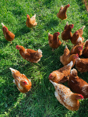 Free-Range Chickens Playing in Grass Field