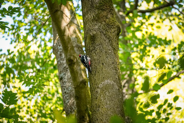 Fototapeta premium Great Spotted Woodpecker (Dendrocopos major) on a tree trunk looking behind the tree, North Rhine-Westphalia, Germany