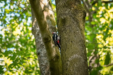 Close up of a Great Spotted Woodpecker (Dendrocopos major) pecking a tree trunk and throwing things down, North Rhine-Westphalia, Germanya