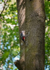 Close up of Great Spotted Woodpecker (Dendrocopos major) of pecking the beak against the wood, North Rhine-Westphalia, Germany