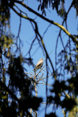 Buzzard (Buteo buteo) on top of a tree looking straight at its next opponent with blue sky...
