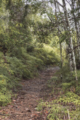 footpath in the woods