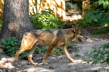 European Grey Wolf, Canis lupus in a german park