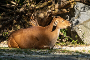 Banteng, Bos javanicus or Red Bull is a type of wild cattle.