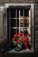 Obraz premium Blumenschmuck am Fenster