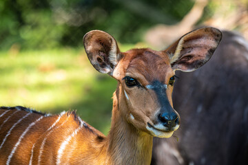 Nyala Antelope - Tragelaphus angasii. Wild life animal.