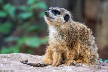 Meerkat, Suricata suricatta sitting on a stone and looking into the distance