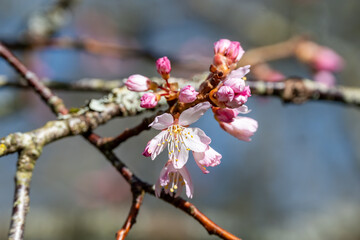 cherry blossom in spring