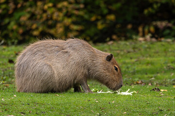 Capybara, Hydrochoerus hydrochaeris grazing on fresh green grass