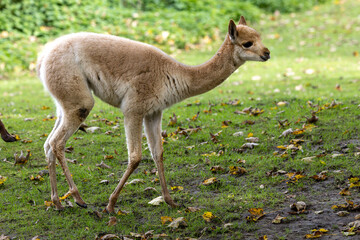 Baby Vicuna, Vicugna Vicugna, relatives of the llama