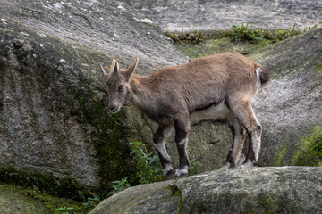 Young baby mountain ibex or capra ibex on a rock
