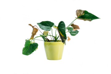 Diseases and pests, proper care for houseplant anthurium. isolated on white, Plant diseases. Anthurium - Flamingo Plant diseases. Spots or withering Anthurium leaves,Yellow leaf of the anthurium