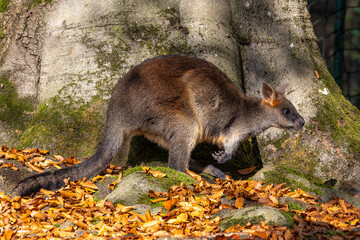 Swamp Wallaby, Wallabia bicolor, is one of the smaller kangaroos