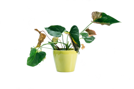 Diseases and pests, proper care for houseplant anthurium. isolated on white, Plant diseases. Anthurium - Flamingo Plant diseases. Spots or withering Anthurium leaves,Yellow leaf of the anthurium