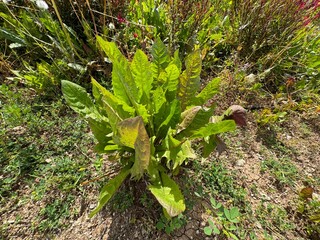 Close-up of green and fresh leaves of Rumex obtusifolius plant. Wild dock leaf sorrel. Bitter dock, broad-leaved dock, bluntleaf, dockens or butter dock. Family Polygonaceae.
