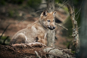 puppy wolf in the woods