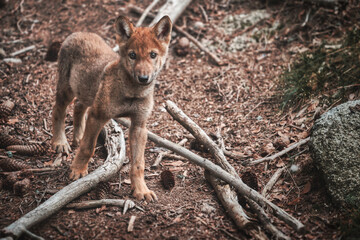 little wolf in the woods