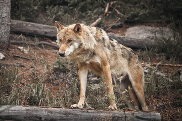 wolf in the woods