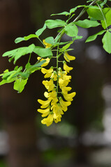 Yellow blooming golden rain branch' Laburnum anagyroides' isolated against dark background. Closeup photo outdoors.Gardening, landscaping concept. free copy space.