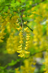 Drooping Yellow Tree , golden rain, Laburnum anagyroides spring flowering branch . Landscaping, gardening concept. Free copy space.