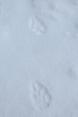 Footprints of a wild wolf animal on snow