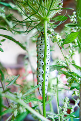 The caterpillar of a swallowtail butterfly (Papilio machaon) photographed in Tremosine.
