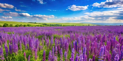 Naklejka premium Serene landscape of a field filled with purple flowering meadow sage