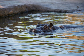 Fototapeta premium Large hippopotamus swimming partially submerged in a zoo enclosure