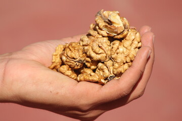 Close-up of hand holding walnut kernels
