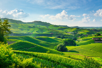 Vineyards on the rolling hills near the town of Barolo in the Langhe area, Piedmont, Italy