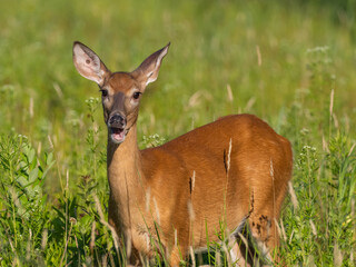 A White-tailed Deer standing amongst grassy vegetation and with its mouth open as if speaking.